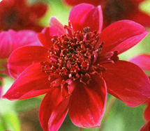 Dahlia Purpinka