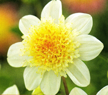 Dahlia Toto
